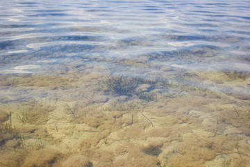 Algae underwater in shallow water, texture underwater world