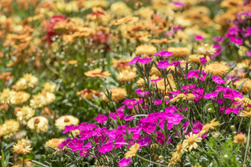 flowers in the garden