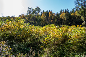 Wiederaufforstung im Wald