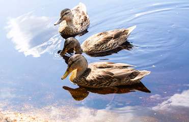 Young mallards in the water, Nuuksio National Park, Espoo, Finland