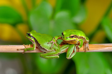 Beautiful Europaean Tree frog Hyla arborea - Stock Image