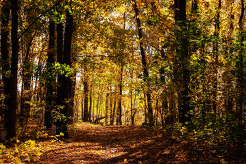 Rezerwat Las Zwierzyniecki w Białymstoku, Podlasie, Polska
