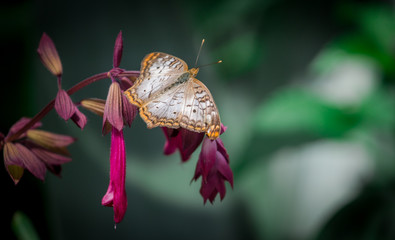 Butterfly on Pink / Purple Flower 