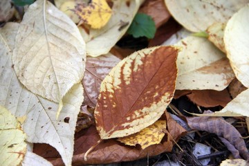 Autumn leaves close up