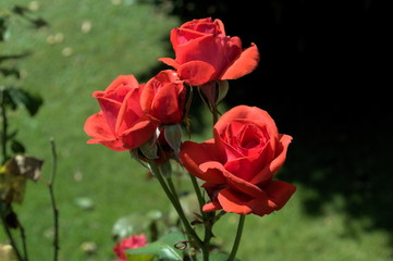 Three red roses in a sunny garden