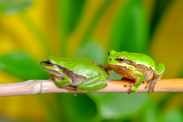 Beautiful Europaean Tree frog Hyla arborea - Stock Image