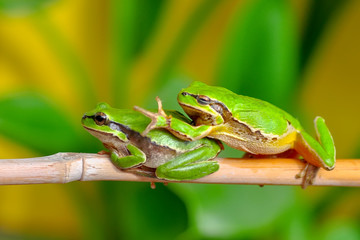 Fototapeta premium Beautiful Europaean Tree frog Hyla arborea - Stock Image