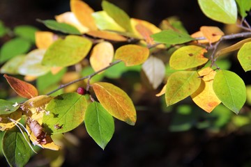 Autumn leaves close up