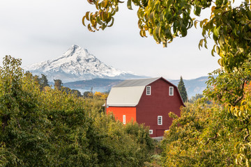 View of a red barn and orchard with Mt Hood in the background