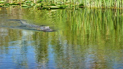 everglades crocodiles 