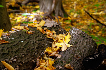 Rezerwat Las Zwierzyniecki w Białymstoku, Podlasie, Polska