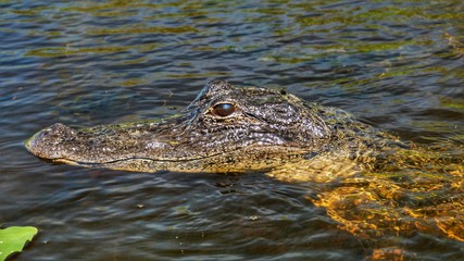 everglades crocodiles 
