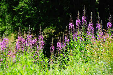 Épilobe, Laurier de Saint-Antoine