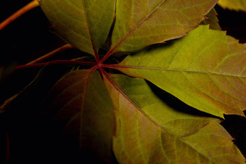 wild grape leaves on a black background