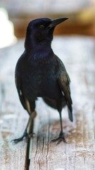 oiseaux des everglades