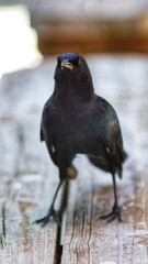oiseaux des everglades