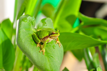 Obraz premium Beautiful Europaean Tree frog Hyla arborea - Stock Image