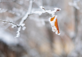 Autumn yellow dry leaf on a branch covered with frost