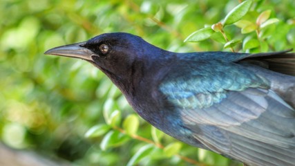 oiseaux des everglades