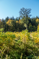 Wiederaufforstung im Wald