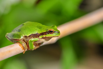 Beautiful Europaean Tree frog Hyla arborea - Stock Image