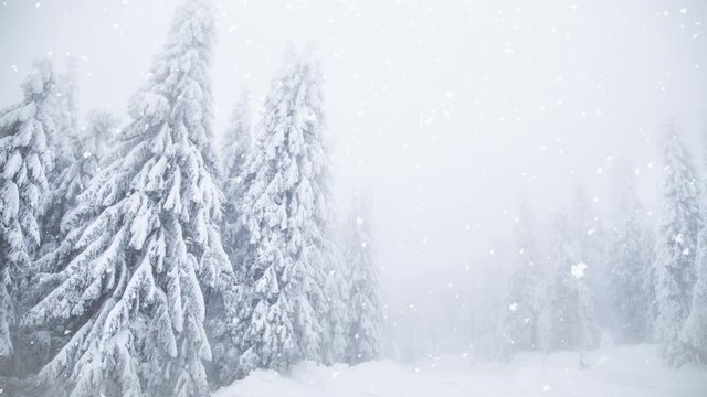 Winter wonderland snowy fir trees