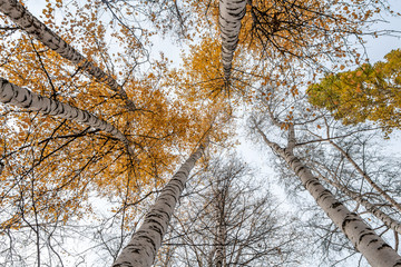 Fototapeta premium Horizontal photo of a group of white birch trees with yellow foliage against the blue sky background in the forest in autumn