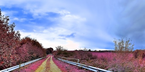 Beautiful infrared panorama landscape with pink grass and trees and a blue sky