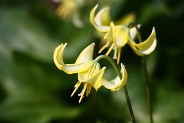 Two bright yellow flowers of a erythronium on an indistinct water color green background.
