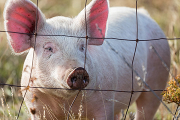 Pink pig looking through wire fence on a farm in Oregon - Powered by Adobe