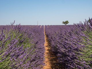 Naklejka na ściany i meble France, august 2019: Provence, Lavender fields on the Plateau of Valensole.