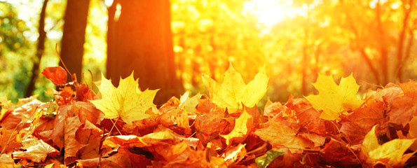 Goldener Herbst