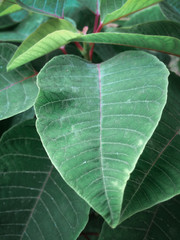 close up plant leaves, house plants