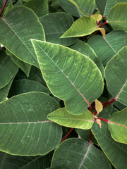 close up plant leaves, house plants