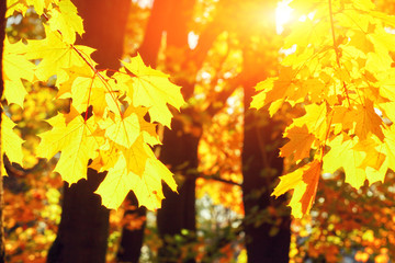 Goldener Herbst