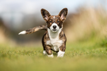 Beautiful welsh corgi