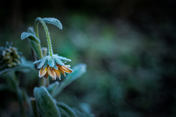 the marigold flower in the garden was covered with frost. sad withering of plants. the first frosts in late autumn. autumn background, selective focus, place for text