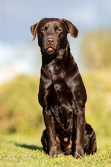 Portrait of a beautiful dog 