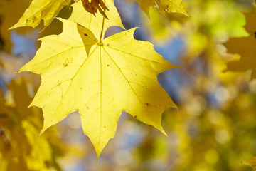 Maple autumn leaf