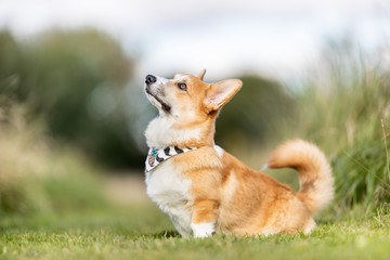 Beautiful welsh corgi