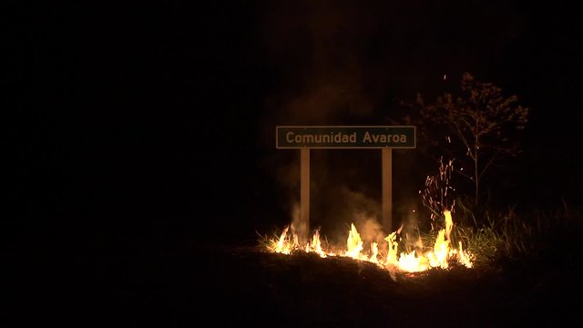 Tropical Amazon, the largest ecosystem, considered the lungs of the Earth, destroyed by illegal burning for grazing cows and soybean crops.