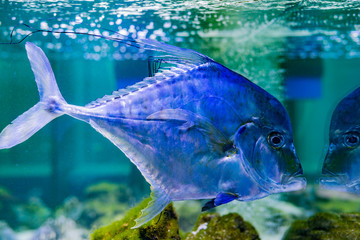 tropical fish Selena womer close-up swimming in a saltwater aquarium