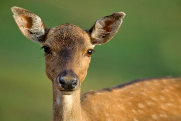 Foto op Plexiglas .Portrait of a female fallow deer (Dama dama) © Tomasz Kubis