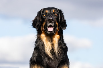 Portrait of a beautiful dog 