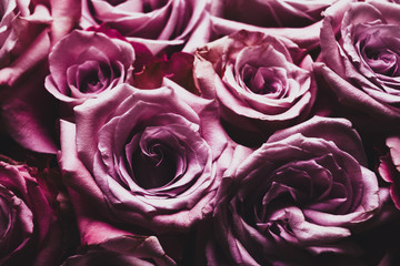 Matte bouquet of delicate pink roses. Low key style. Soft focus.