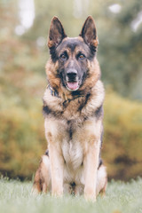Portrait of a beautiful dog 