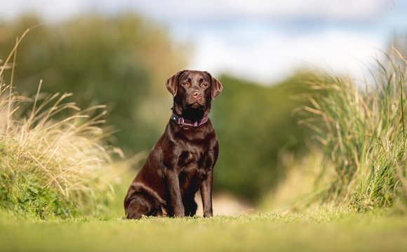 Portrait of a beautiful dog 