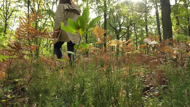 Balade en for&ecirc;t