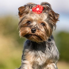 Beautiful yorkshire terrier