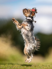 Beautiful yorkshire terrier
